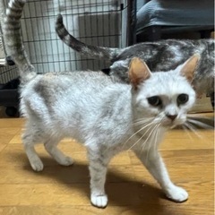 スタイル抜群　スコティッシュのモナちゃん