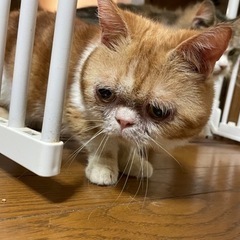 なんとも言えない愛嬌たっぷりのマンチカン男の子　ムーン君