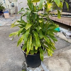 ガーデニング