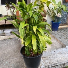 ガーデニングの画像
