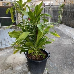 ガーデニングの画像