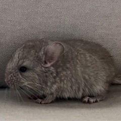 6月23日産まれ　チンチラ　シナモン女の子　お問い合わせ中