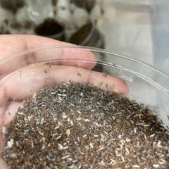 イエコ卵1パック
