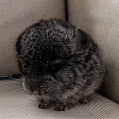 6月23日産まれ　チンチラ　スタンダードグレー男の子