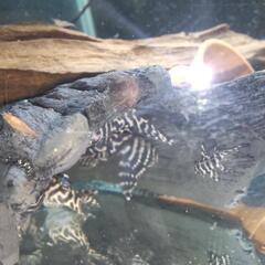 キンペコ（キングロイヤルペコルティア）　4匹セットの画像