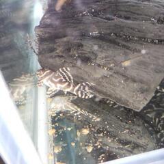 キンペコ（キングロイヤルペコルティア）　4匹セットの画像