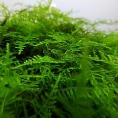 【水草】ジャイアント南米ウィローモス　20g　無農薬