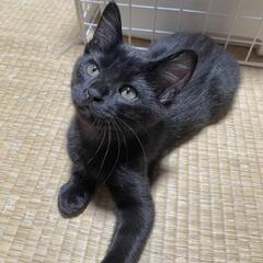 緊急募集です。里親様が決まりました💕