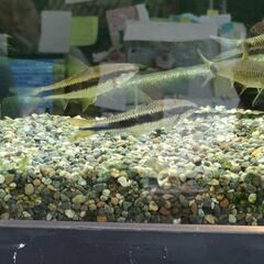 大型！サイアミーズフライングフォックス　熱帯魚　アクアリウム