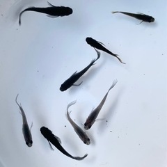 サタン黄ヒレ 8匹