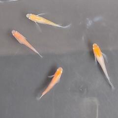 メダカ　紅白の稚魚