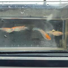 メダカ　紅白の稚魚の画像