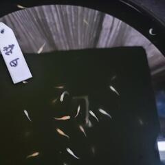 メダカ　紅白の稚魚の画像