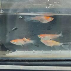 メダカ　紅白の稚魚の画像