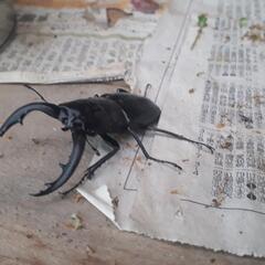 アマミノコギリクワガタペアです！