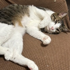 甘えん坊♂猫