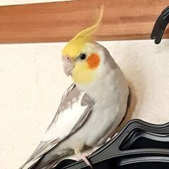 オカメインコを探しています(ピ―ちゃん)