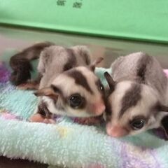 フクロモモンガノーマル双子0歳3ヶ月