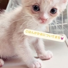 みんなトライアル入りました💕里親さん募集🌼*･4きょうだい🌼*･ - 里親募集