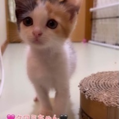 みんなトライアル入りました💕里親さん募集🌼*･4きょうだい🌼*･ - 松山市