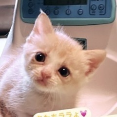 みんなトライアル入りました💕里親さん募集🌼*･4きょうだい🌼*･ − 愛媛県