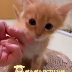 みんなトライアル入りました💕里親さん募集🌼*･4きょうだい🌼*･ - 猫