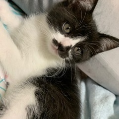 生後もうすぐ2ヶ月の仔猫譲ります！里親決まりました！