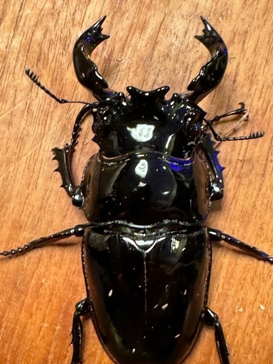 ブリード使用可　タランドゥスオオツヤクワガタ　新成虫ペア