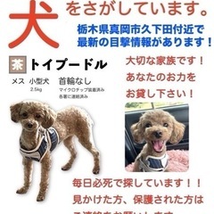 迷子のトイプードルを探しています！