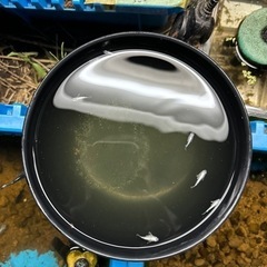 めだかの画像