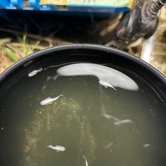 めだかの画像