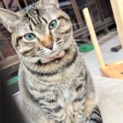 モデル経験あり！童顔美猫のダイヤちゃん
