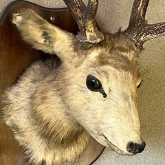 ハンティングトロフィの中古が安い！激安で譲ります・無料で