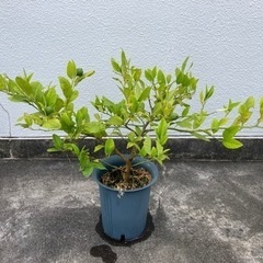 姫レモン苗木 無農薬栽培