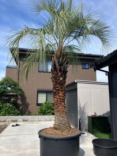 ココスヤシ、4メートル級！！植え込み費コミコミ価格！画像1枚目現物です。