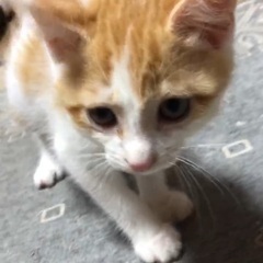 スーパーキュート茶白くん♡2ヶ月くらい - 猫