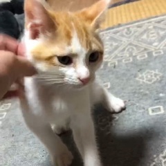 スーパーキュート茶白くん♡2ヶ月くらい - 玉名市