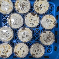 バラ売り対応します　能勢SR血統　初二齢幼虫12頭　国産オオクワガタ