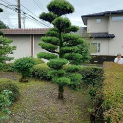 庭木