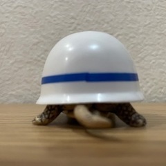 ヘルメットガメの画像