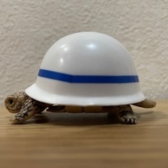ヘルメットガメの画像