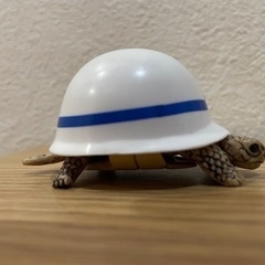 ヘルメットガメの画像