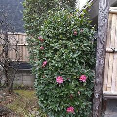 松、桜、椿、梅、レッドロビンなど樹木の画像