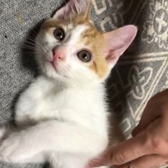 スーパーキュート茶白くん♡2ヶ月くらい − 熊本県