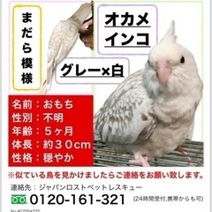 オカメインコ探しています