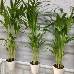 観葉植物✨ミニアレカヤシ✨
