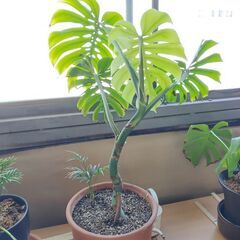 モンステラの茎を探しています