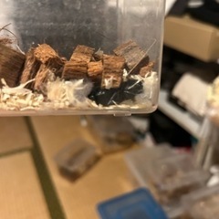 ギラファノコギリ(ミニ)オス1メス2匹の画像