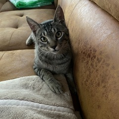 なかなか飼い主が見つかりません　推定2歳