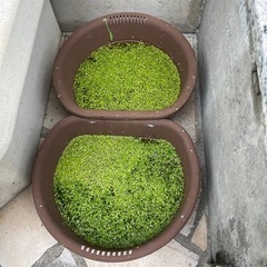 細かな葉の水草の画像